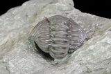 Wide, Enrolled Flexicalymene Trilobite In Shale - Ohio #67655-2